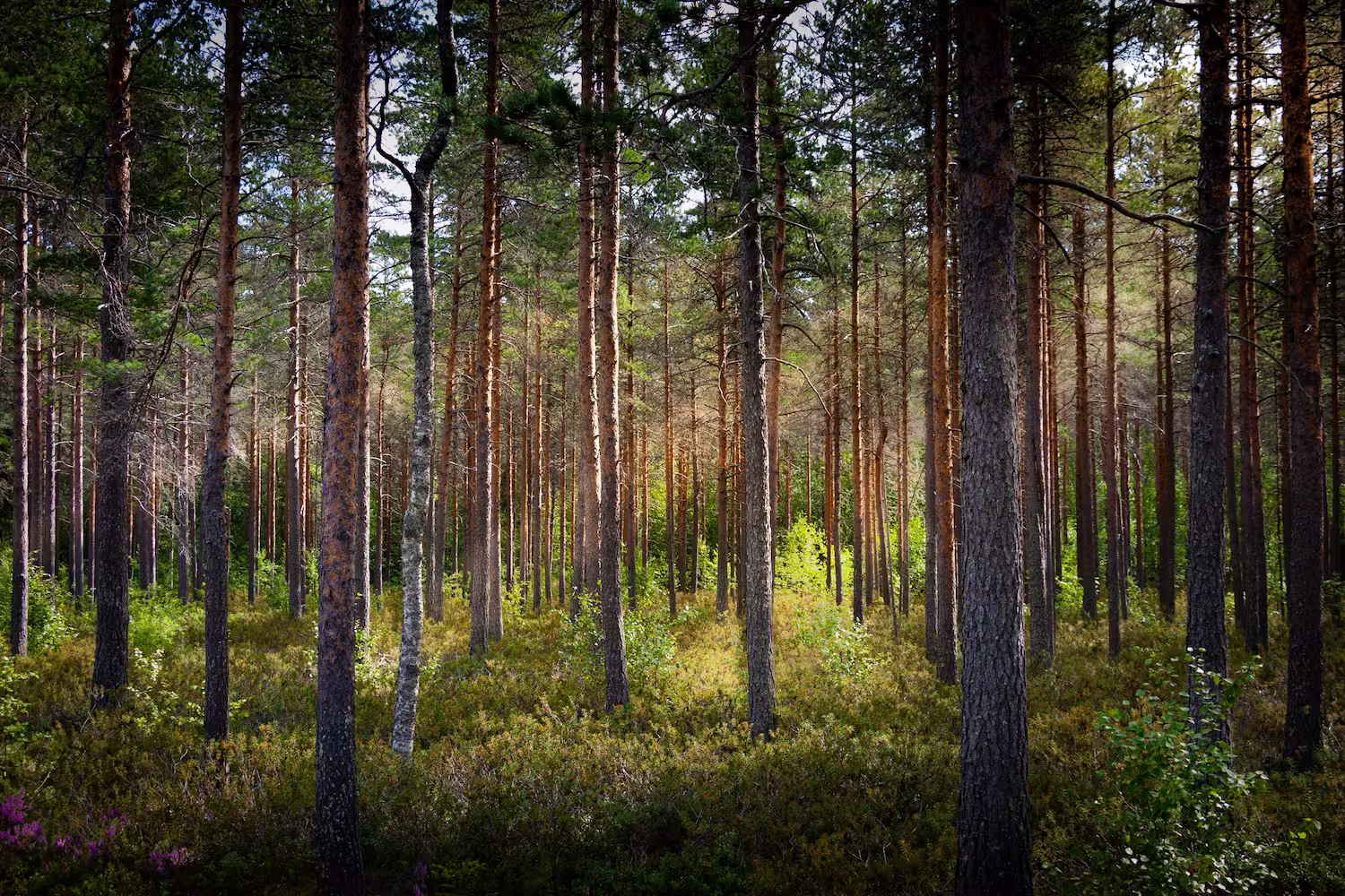 How to Buy Forest Land in the UK - Woodland and Forestry Land for Sale