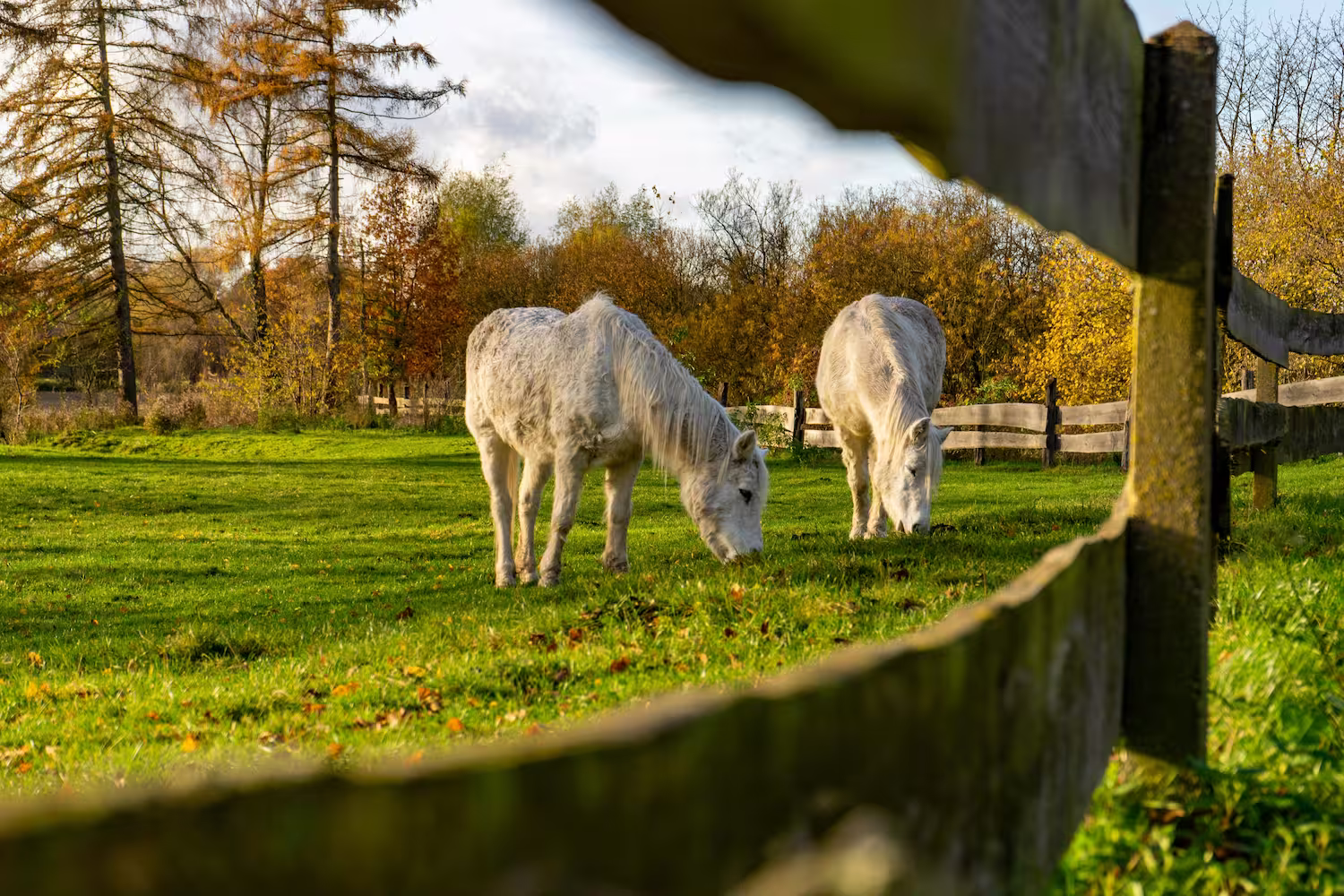 How to Buy an Equestrian Property in the UK - Stables, Paddocks and Equestrian Facilities