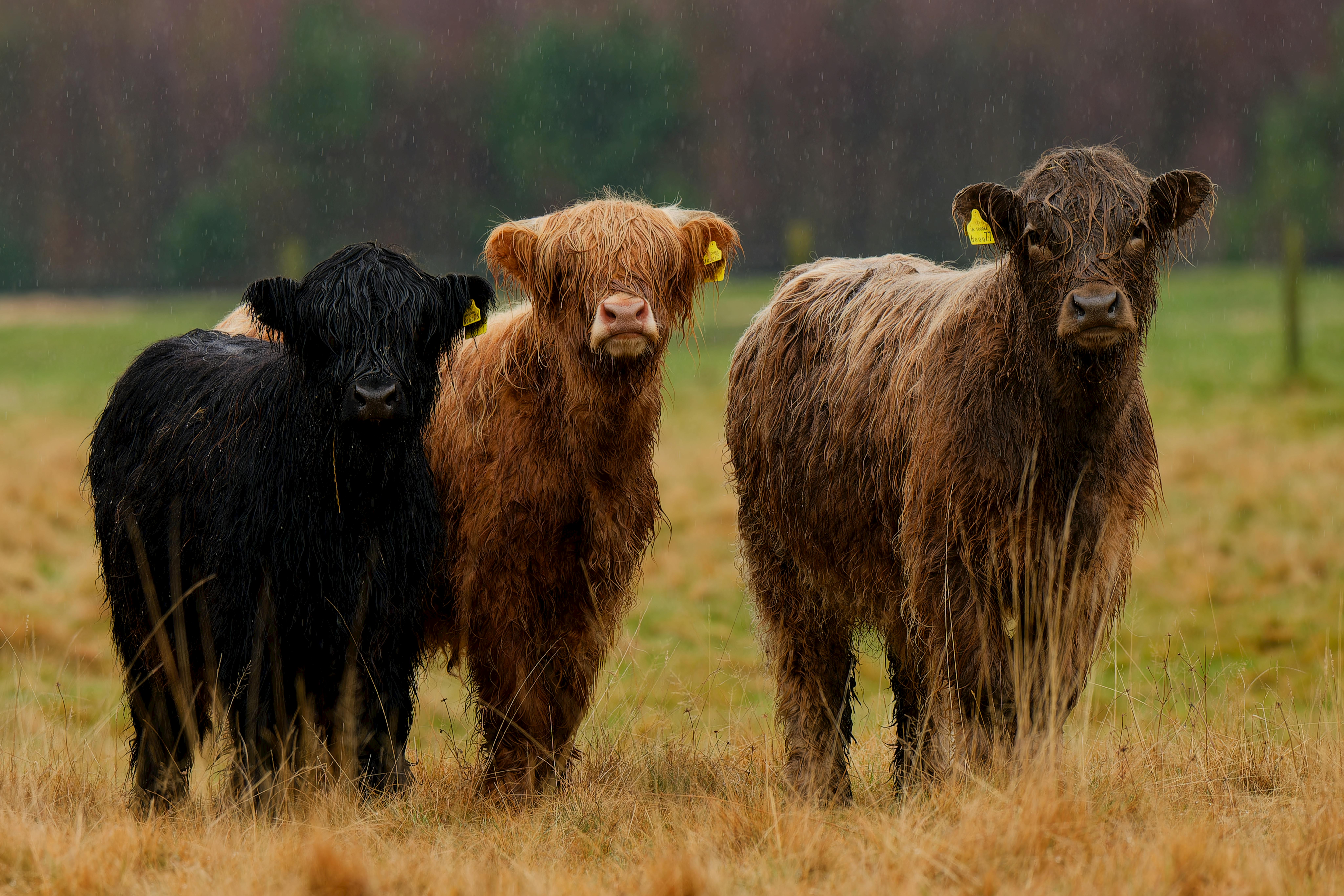 Agricultural land with cattle grazing - showing typical pasture land values